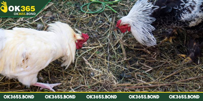 Đá gà nòi Thomo – Tinh hoa trận chiến đặc sắc của chiến kê 2 Quy trình tổ chức đều nghiêm ngặt minh bạch